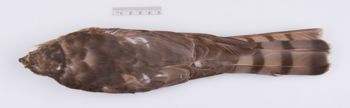 Media type: image;   Ornithology 214017